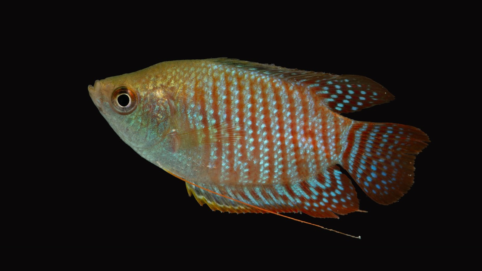 Fish documented in Kaziranga in Assam.