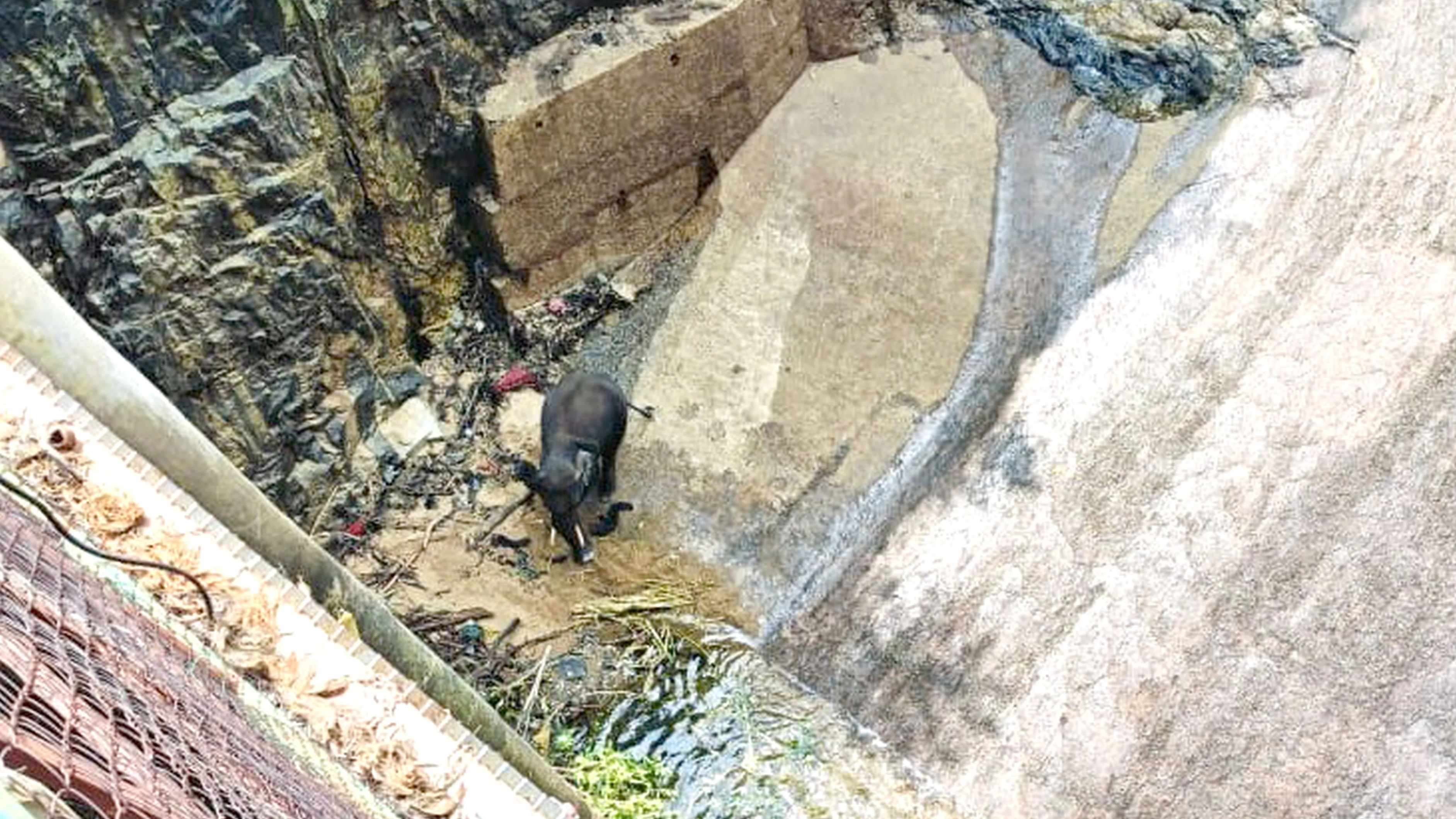 Elephant falls into a canal in Karnataka's Malavalli taluk; rescue operations on
