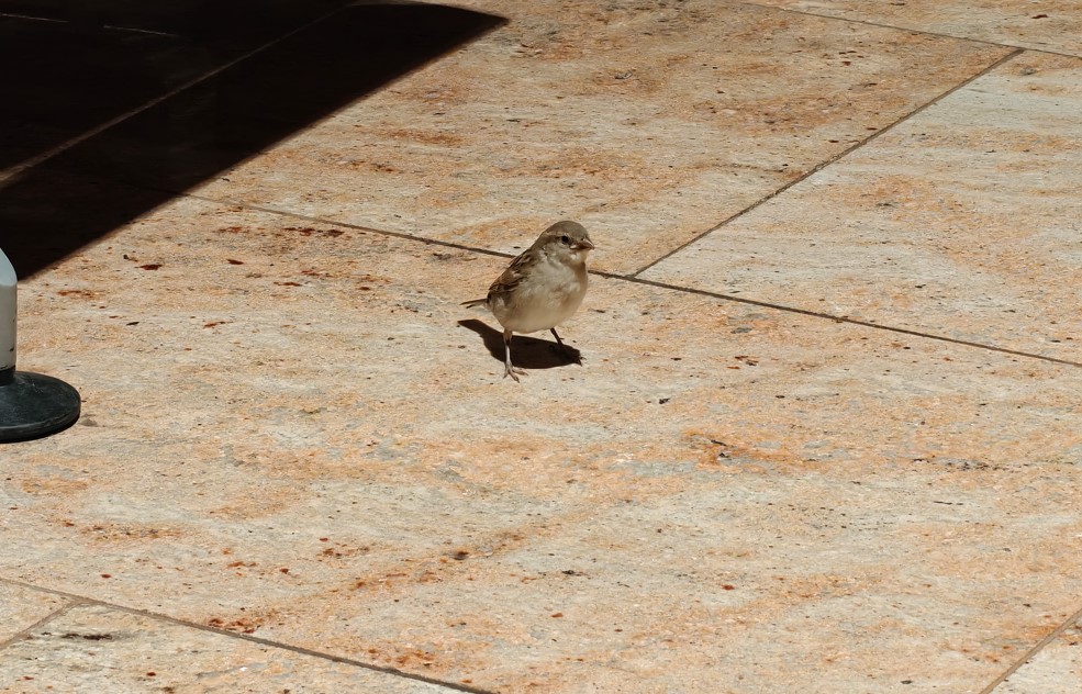 OnePlus 15's camera sample.