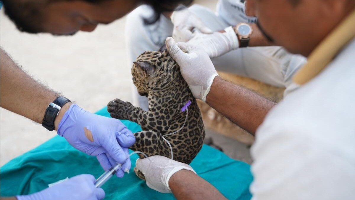 After 10 long years, Karnataka forest department to finally get dedicated wildlife veterinarians