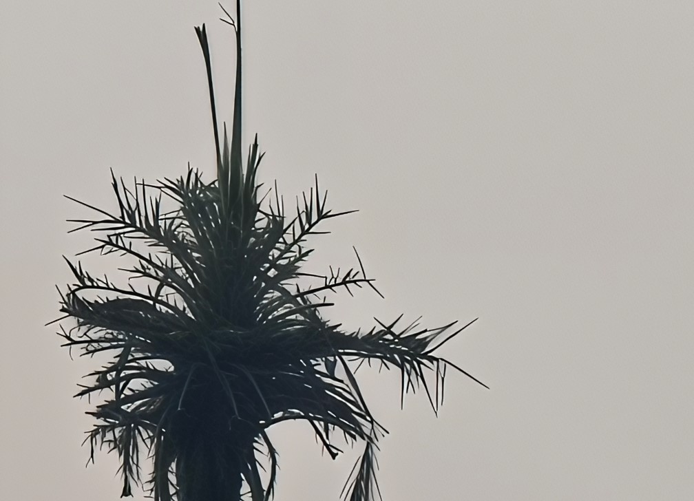 OnePlus 15 camera sample with 60X digital zoom.