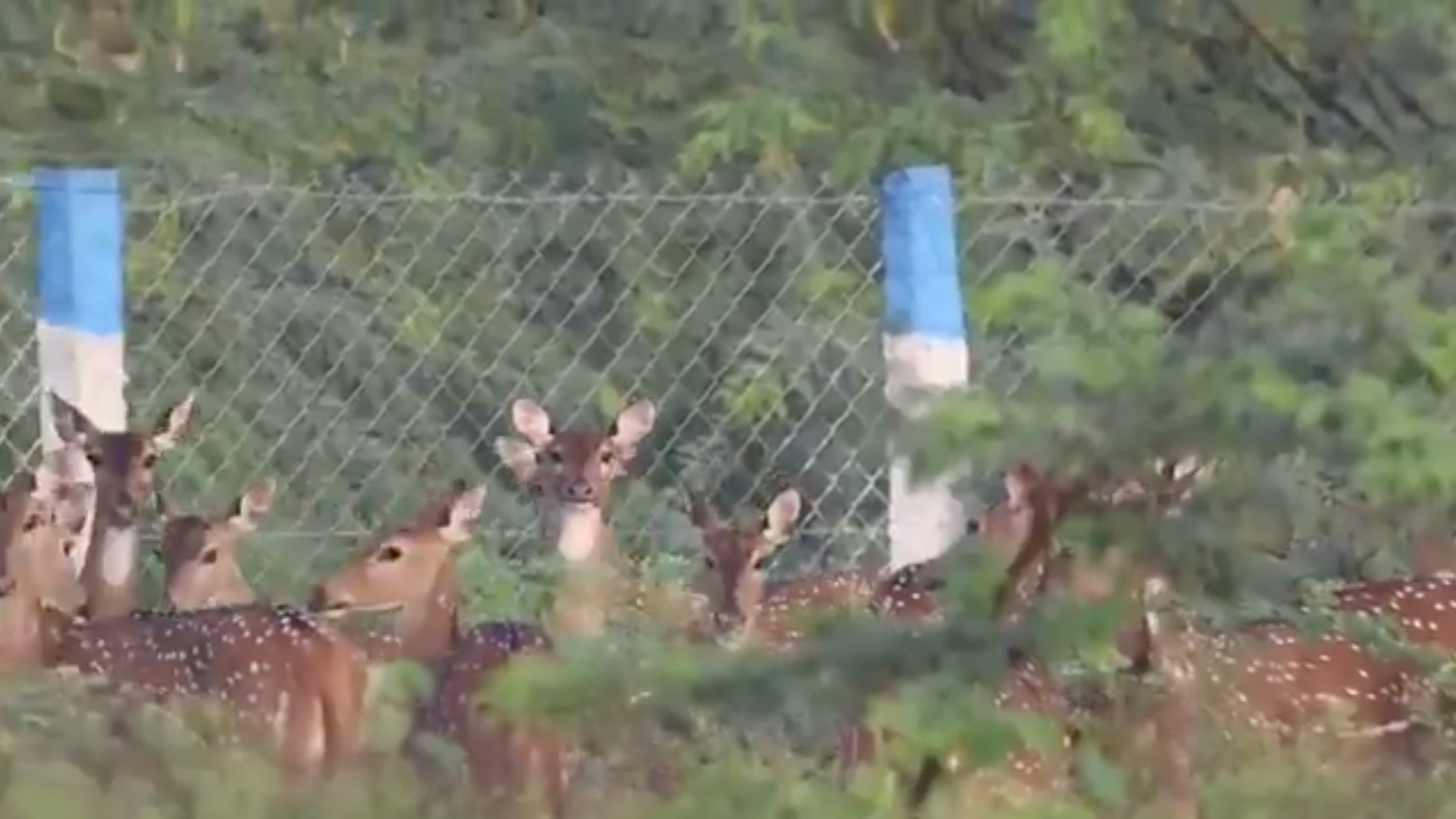 From 2 to 2,000 deers: The story of a farmer who created a ‘mini sanctuary’