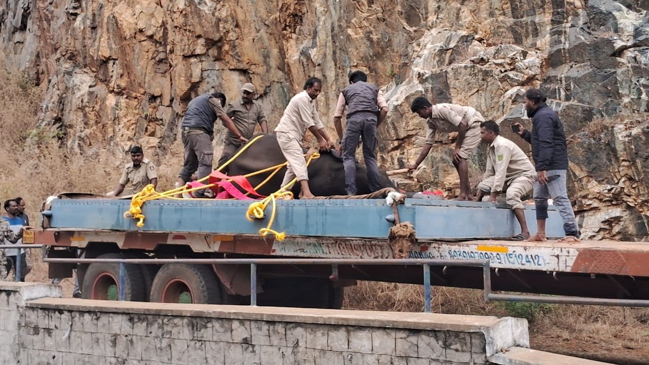 Wild elephant rescued from canal after three-hour long rescue operation in Karnataka's Mandya