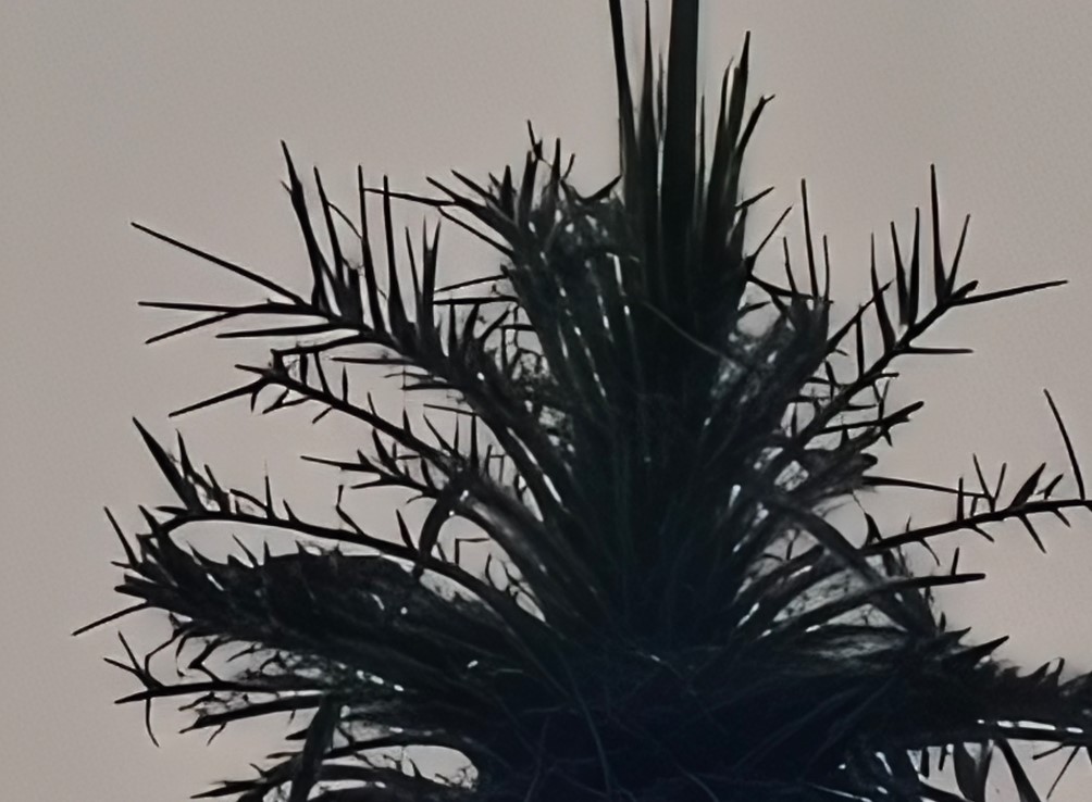 OnePlus 15 camera sample with 120X digital zoom.