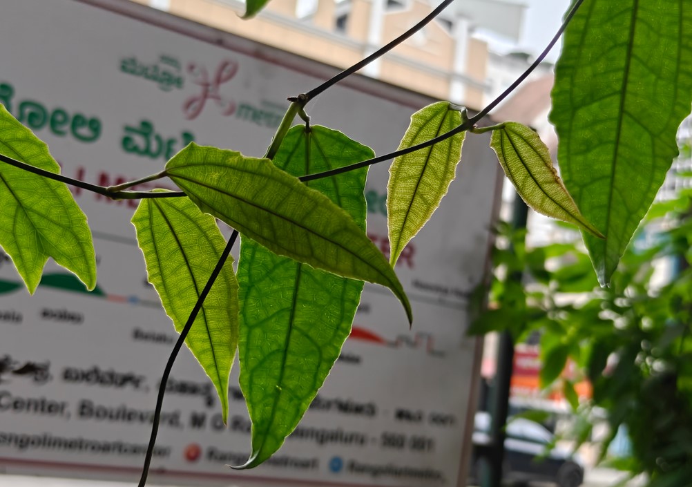 OnePlus 15's camera sample.