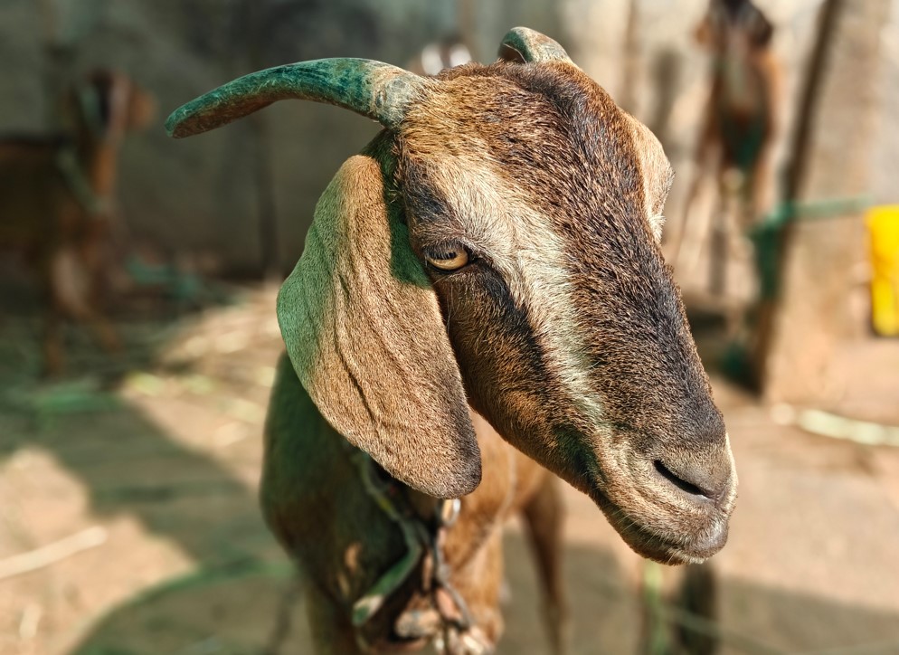 OnePlus 15's camera sample.