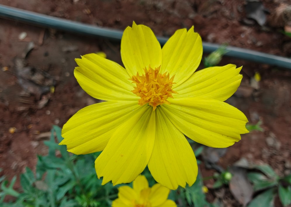 OnePlus 15's camera sample.