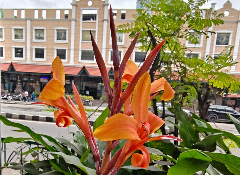 OnePlus 15's camera sample.