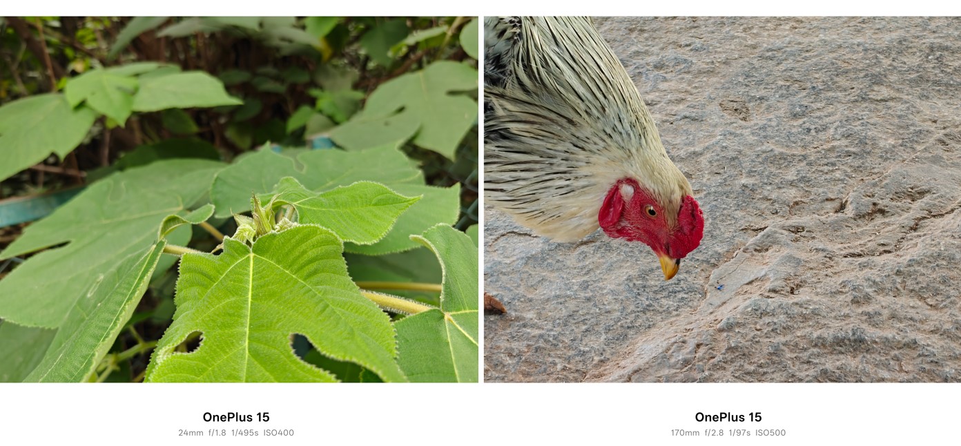OnePlus 15's camera sample.