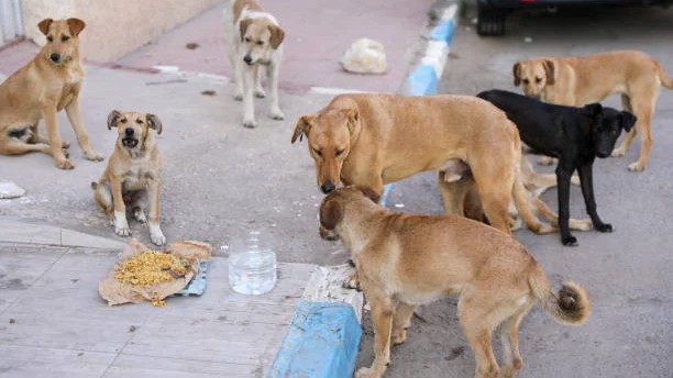Dog census essential for success of Animal Birth Control programme: Report