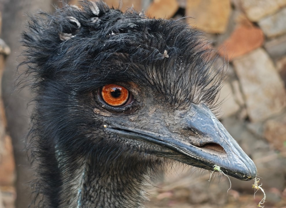 OnePlus 15's camera sample.