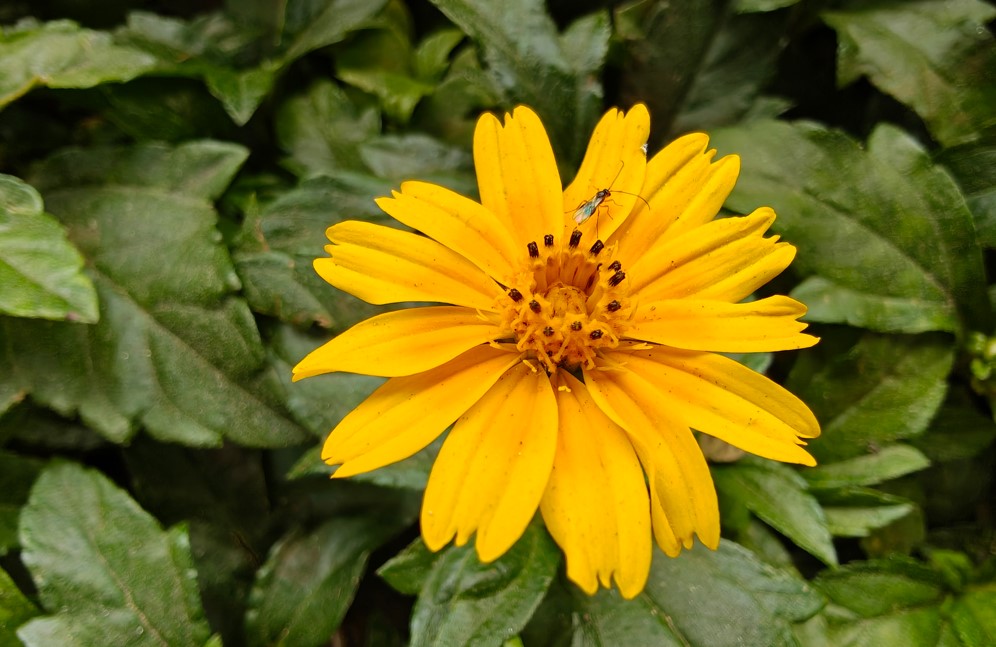 OnePlus 15's camera sample.