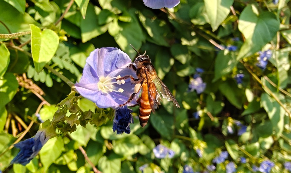 OnePlus 15's camera sample.