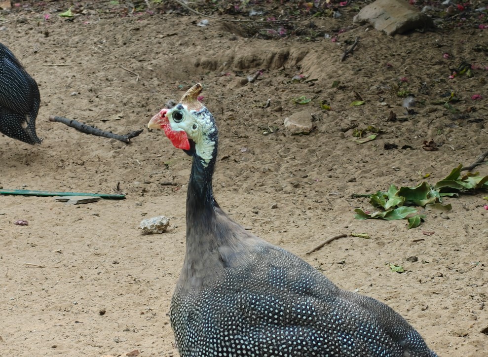 OnePlus 15's camera sample.