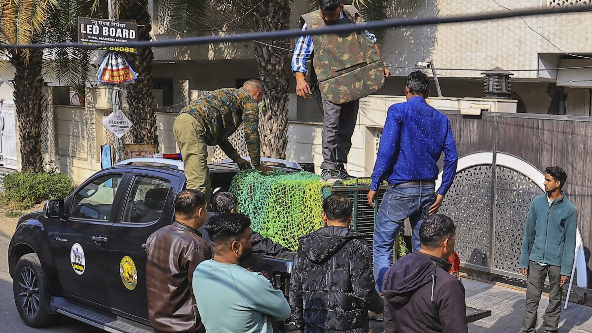 Leopard on loose strikes panic in Jaipur's Civil Lines area; rescued by forest team