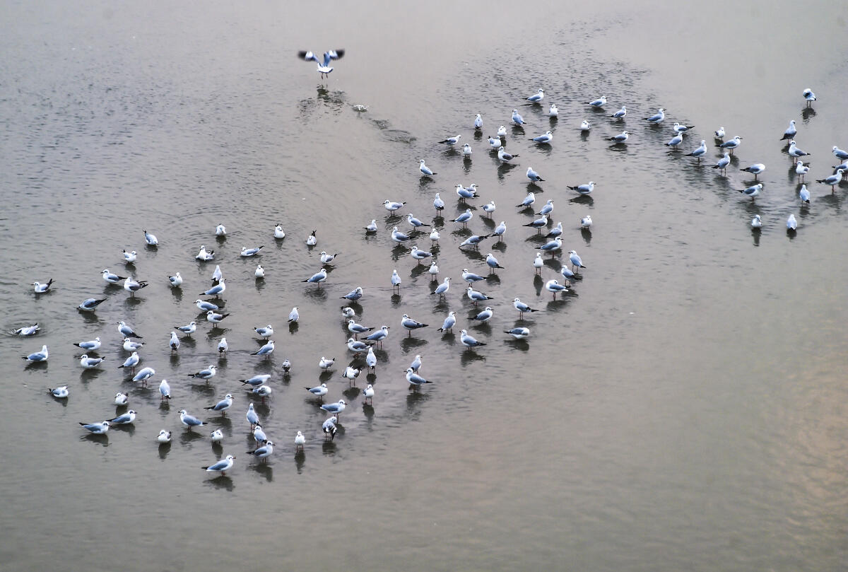 A flock of gulls in the shallow waters at Sangam, in Prayagraj.