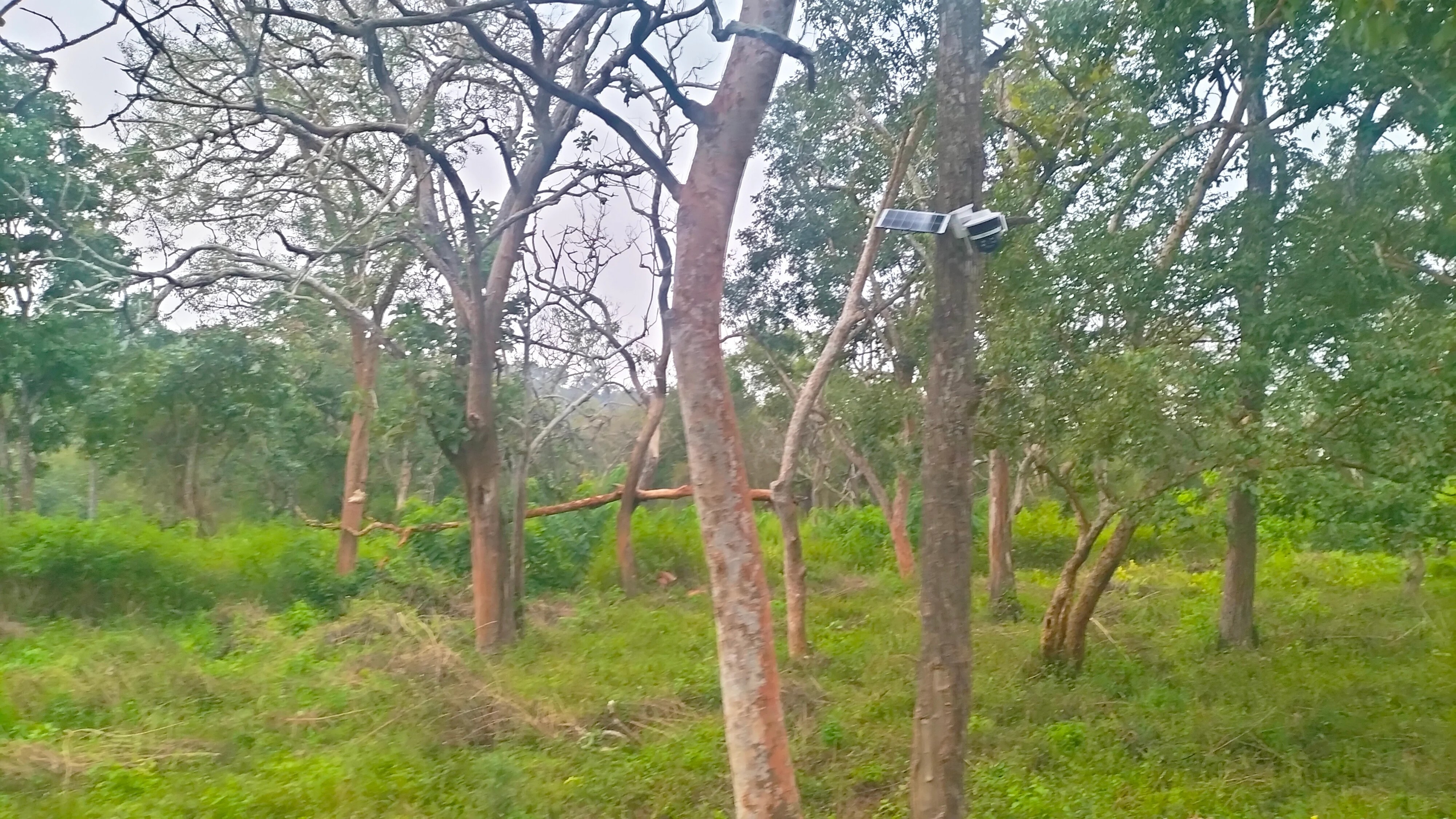 Karnataka: CCTV camera surveillance 
on NH through Bandipur forest 