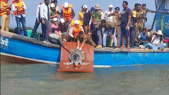 After 3 months of treatment, Olive Ridley turtle returns to sea 