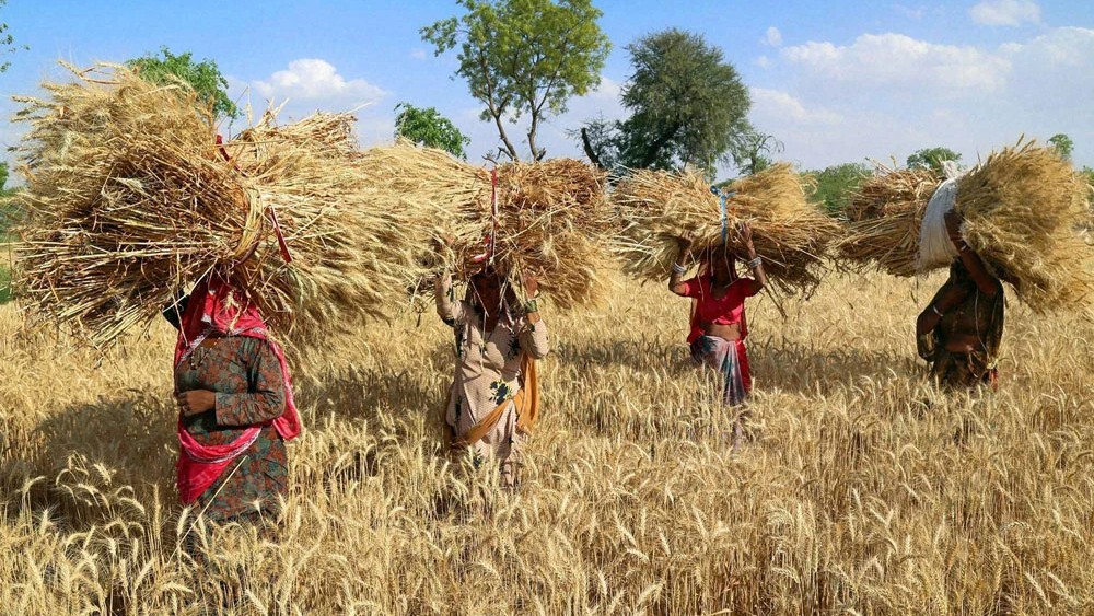 Rabi sowing area to exceed last year level: Govt