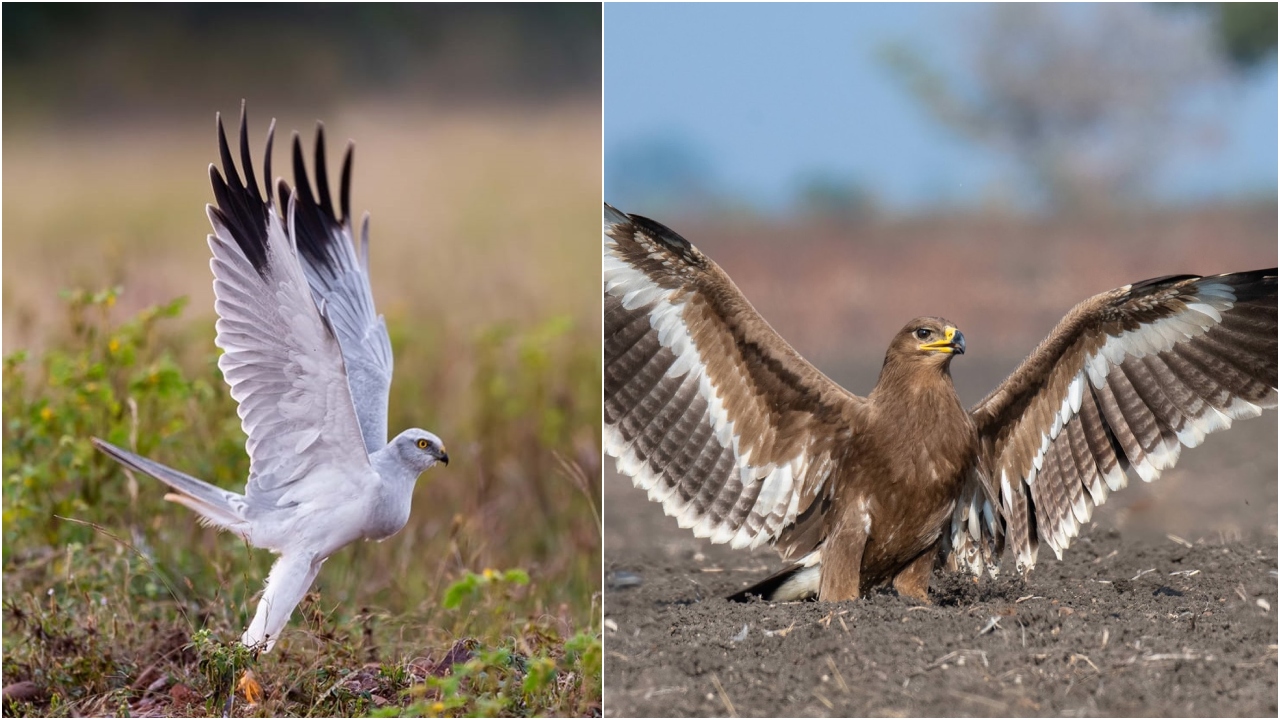 Once a key stop, Karnataka faces decline in migratory bird arrivals; lack of consolidated data hurts conservation
