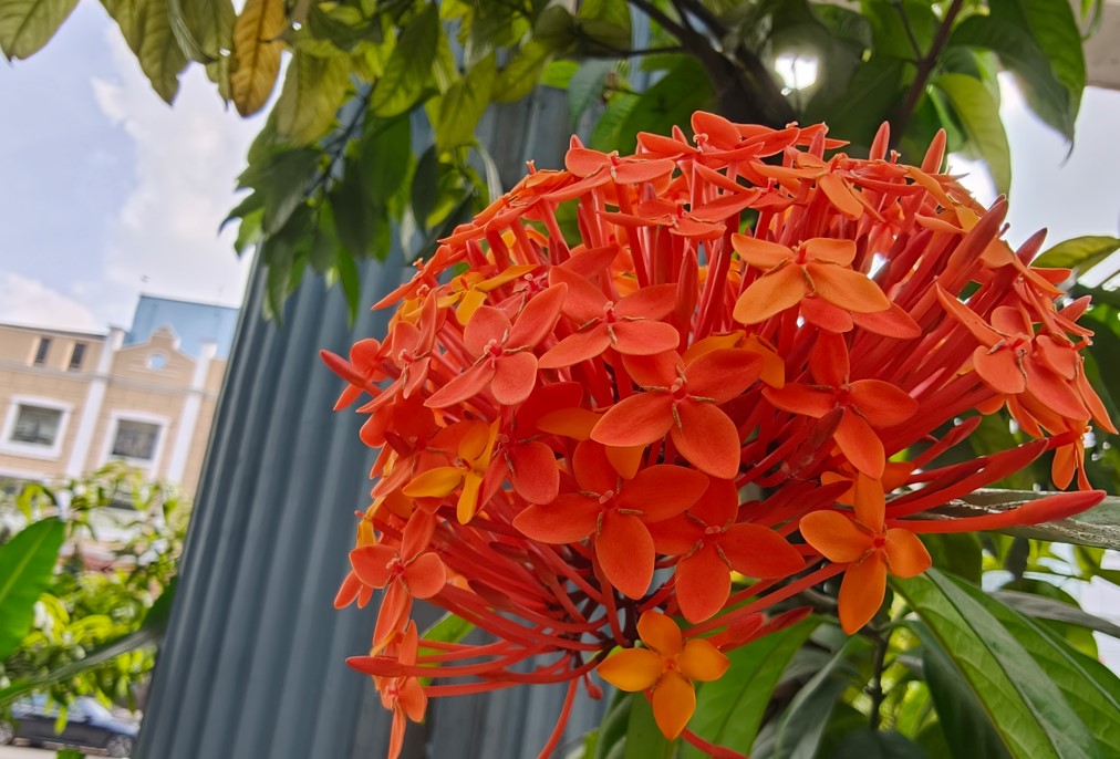 Oppo Find X9's camera sample.