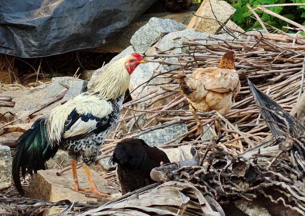 Oppo Find X9 camera sample captured with 3.2X Zoom.