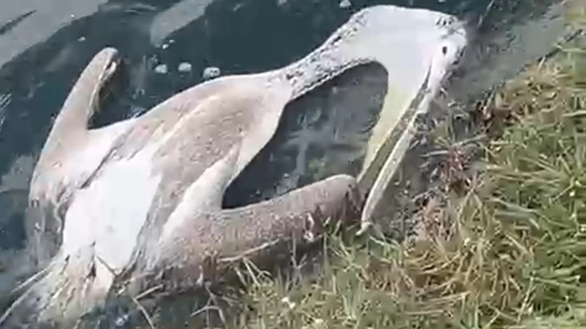 After fish kill, birds drop dead at Bengaluru's Doddagubbi lake   