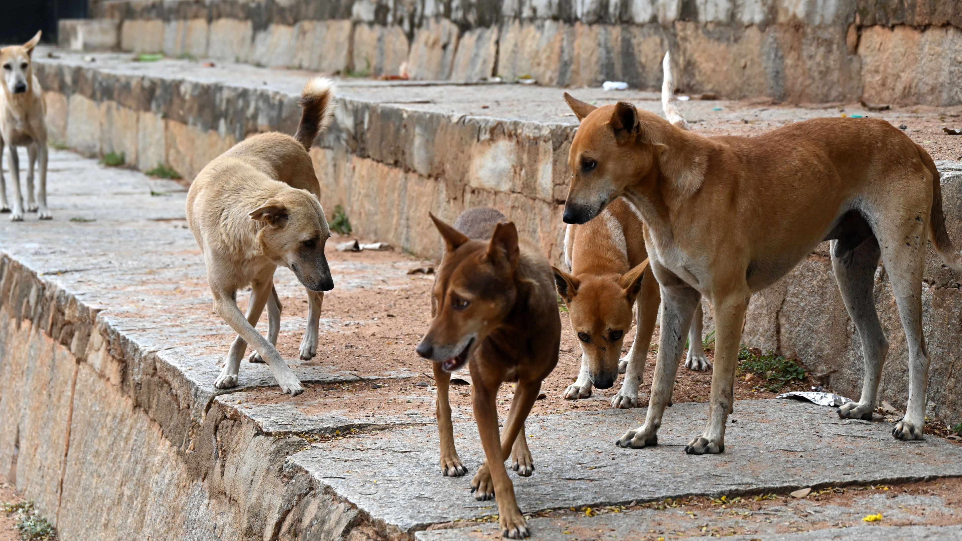 Karnataka's stray dog bite compensation triggers concerns of misuse