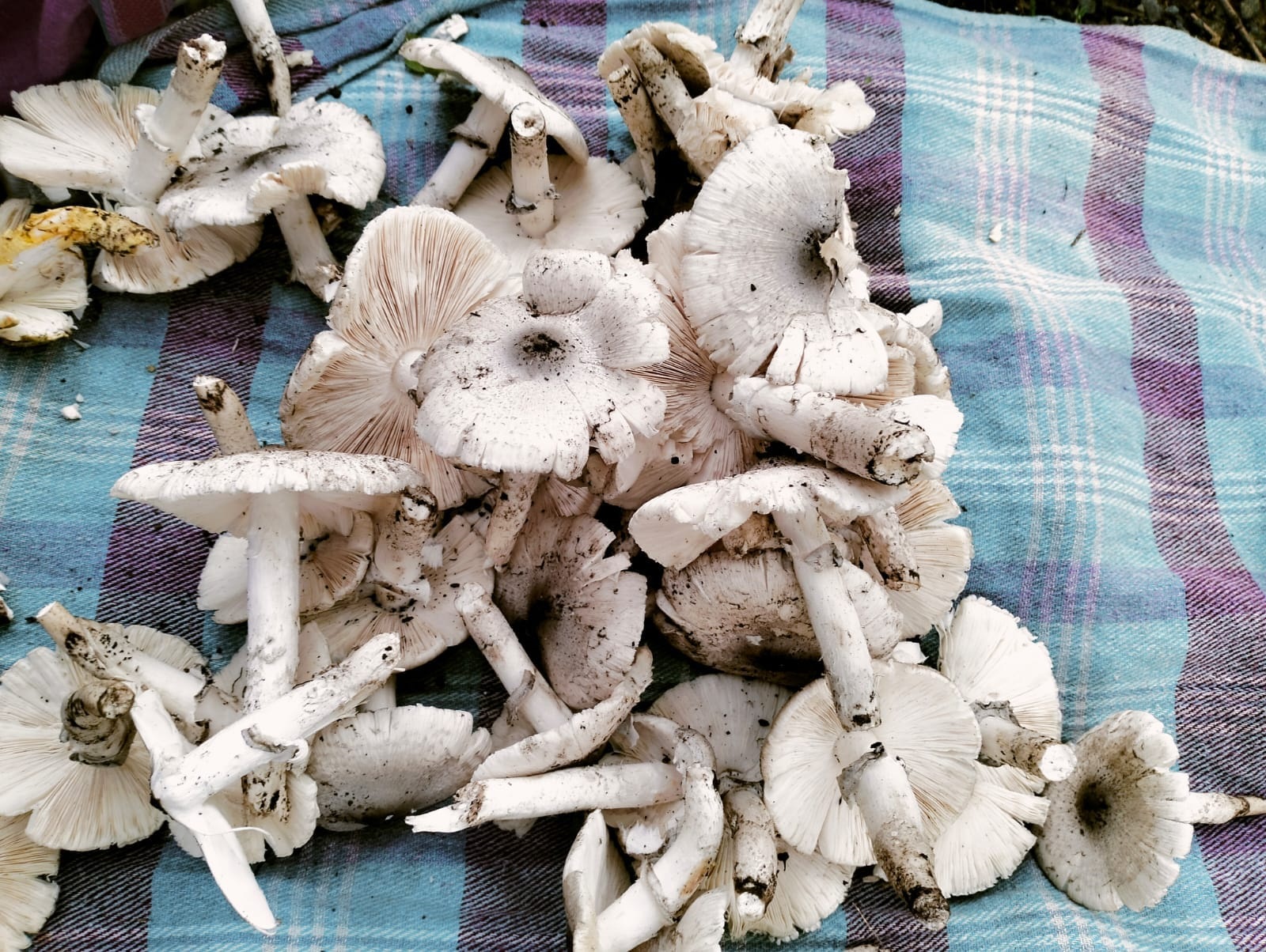 Ravanaa a wild mushroom that grows on anthills gets its name from ‘Ravan’ the local term for an anthill. Photo by Vinay Pai