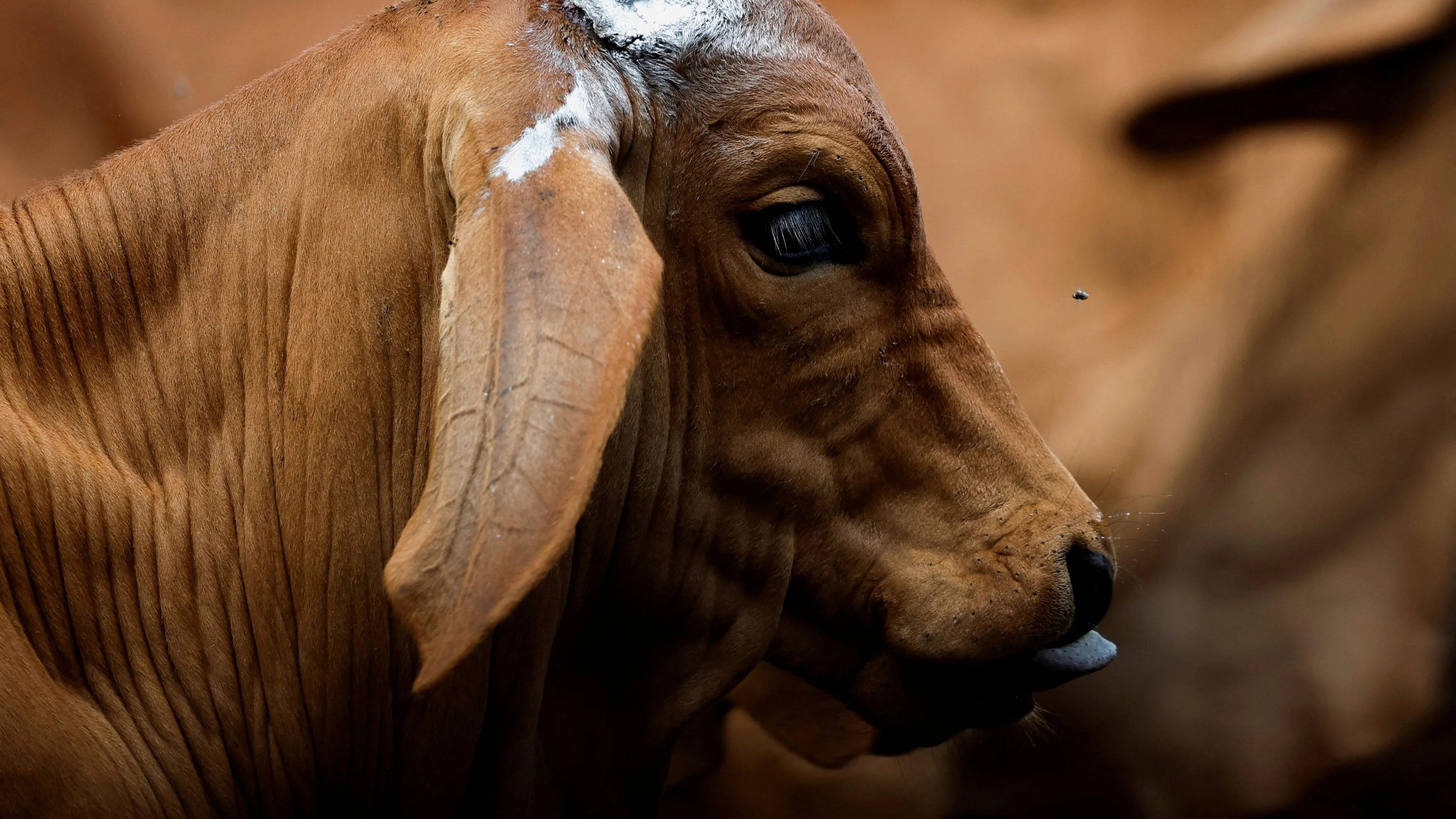 Case registered in Shimla after calf's severed head found on roadside