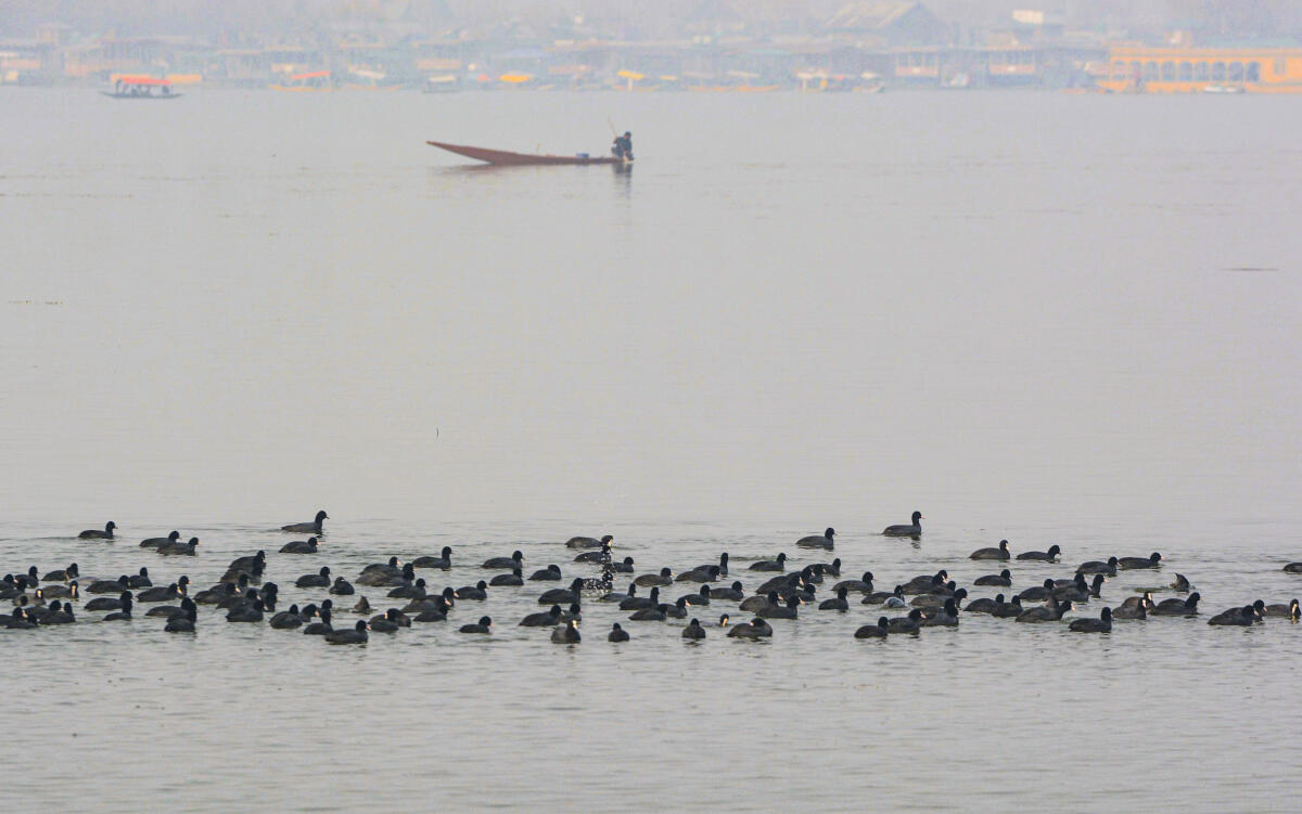 A flock of Eurasian coots swim on Dal Lake as a boatman rows his boat in the misty background, in Srinagar, Jammu and Kashmir, Tuesday, Nov. 25, 2025.