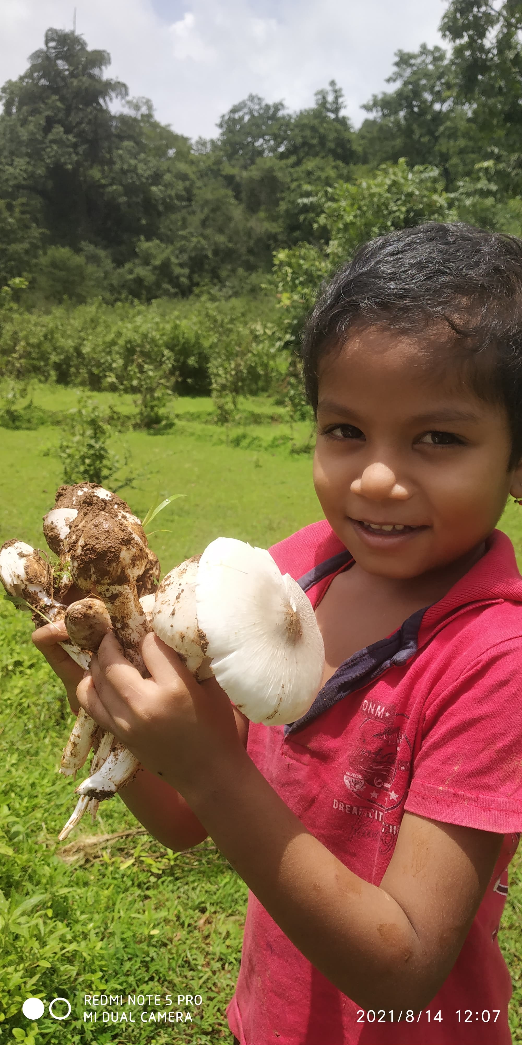 An assortment of edible wild mushrooms of Joida. Photos by Jayanand Derekar