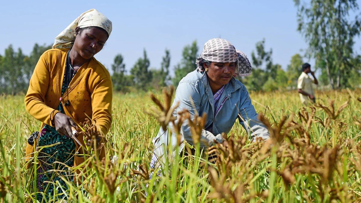 Kharif food grain production estimated at 173.3 million tonnes