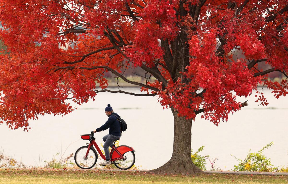 A cyclist rides under a tree still holding onto its autumn color along the banks of the Potomac River in Arlington, Virginia, U.S., November 25, 2025.