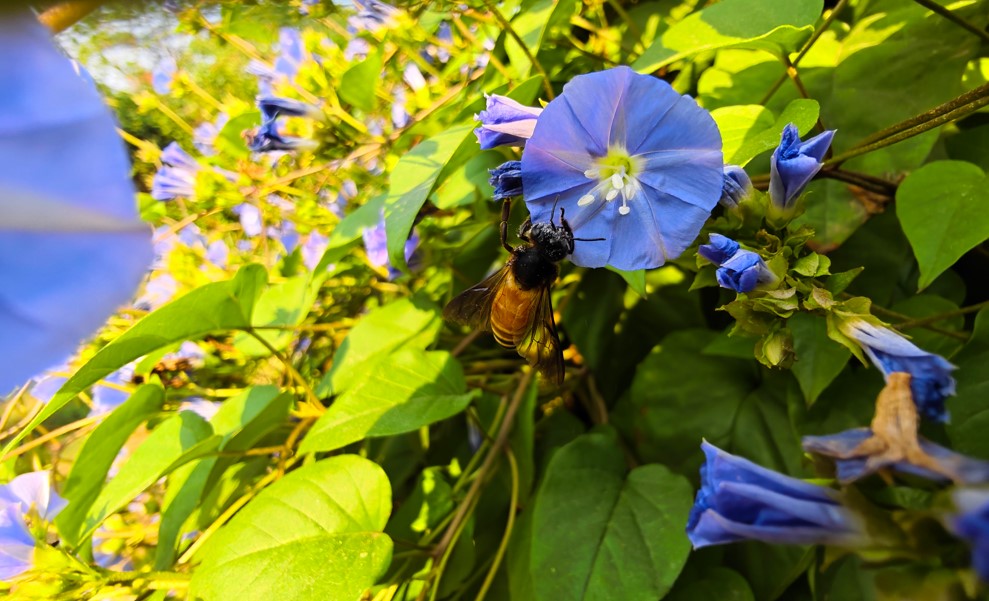 iQOO 15's camera sample.