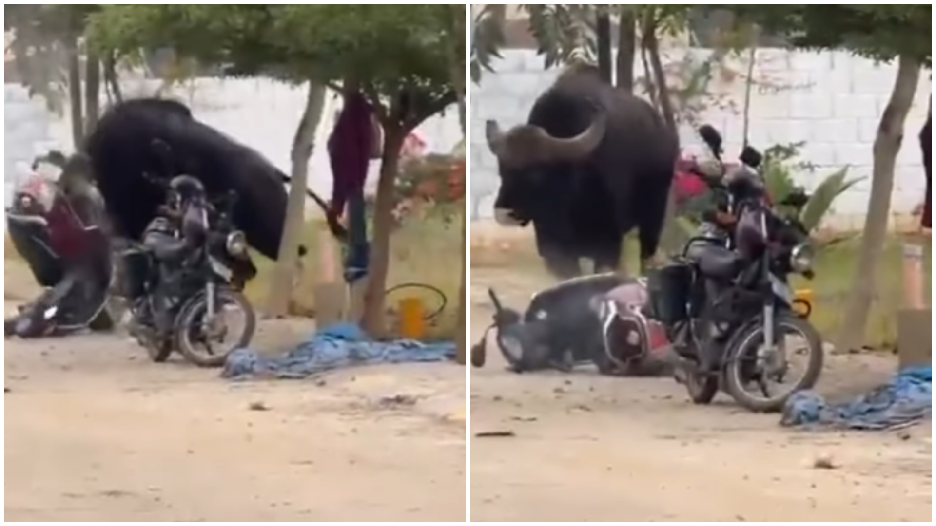 Watch: Wild gaur spotted near Bannerghatta in Bengaluru