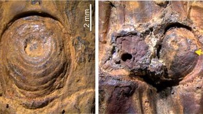 Asia’s first Ice Age discovery: 37,000-year-old thorny bamboo fossils found in Manipur