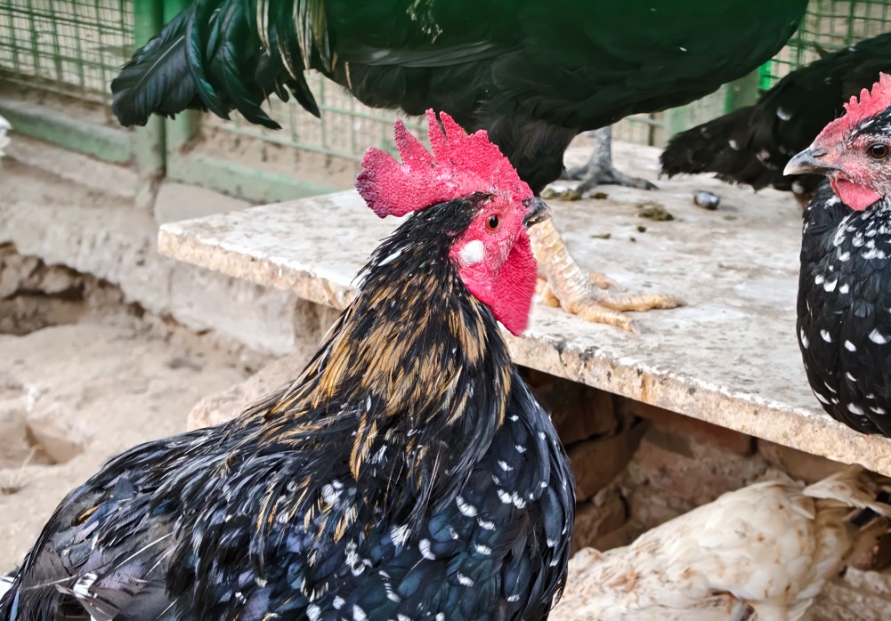 iQOO 15's camera sample.