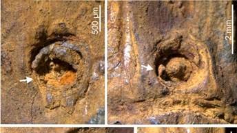 37,000-year-old bamboo from Manipur gives a fresh take on India's Ice Age