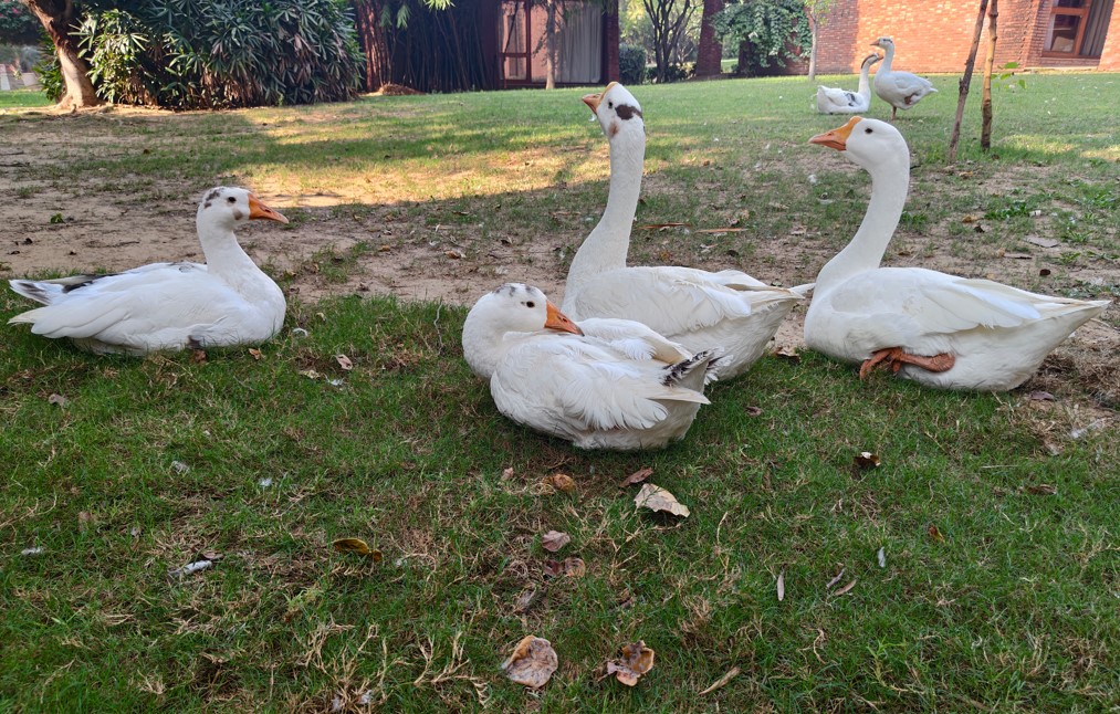 iQOO 15's camera sample.