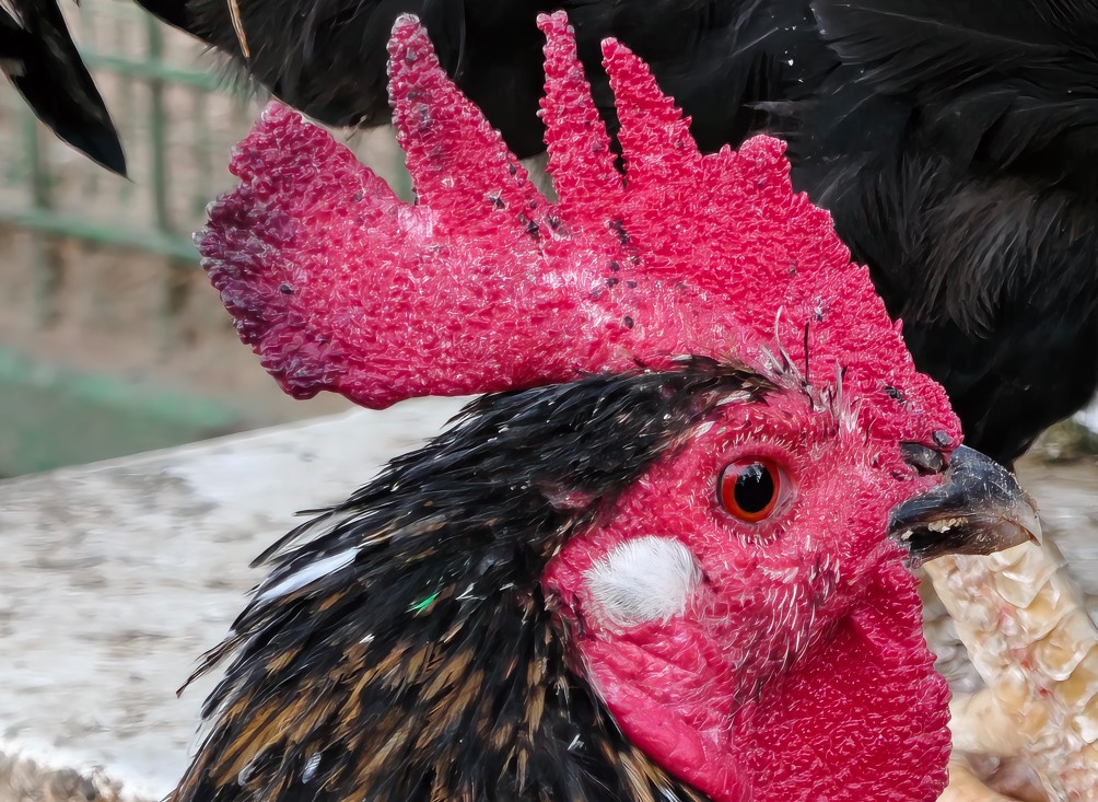 iQOO 15's camera sample.