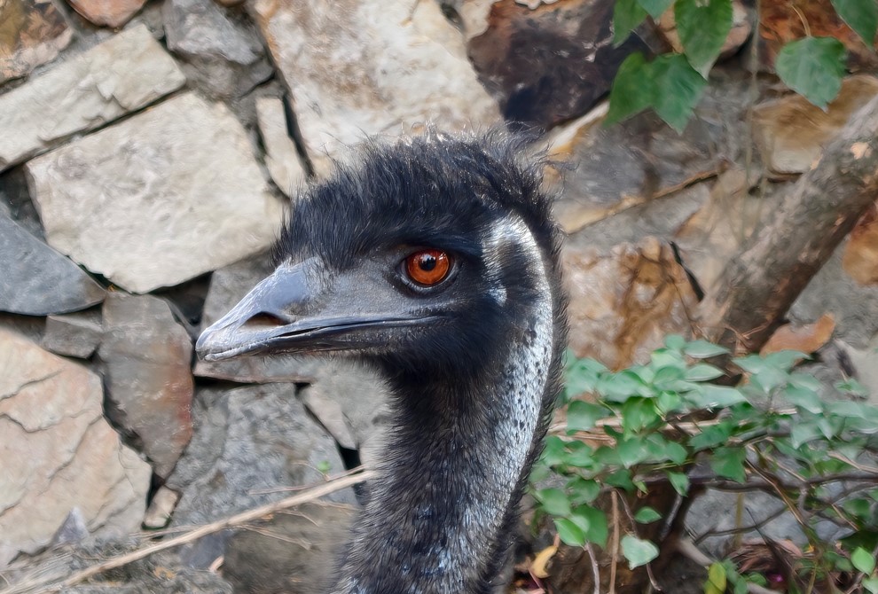 iQOO 15's camera sample.