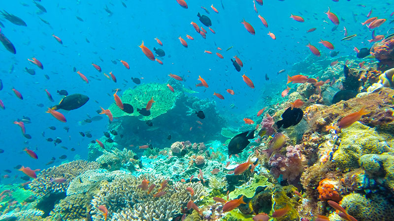 Andaman to get India's first coral reef research centre