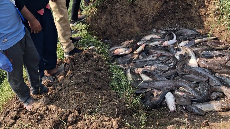 Maharashtra fisheries department takes action against illegal catfish farming in Ujani, seizes 2.4 tonne fish