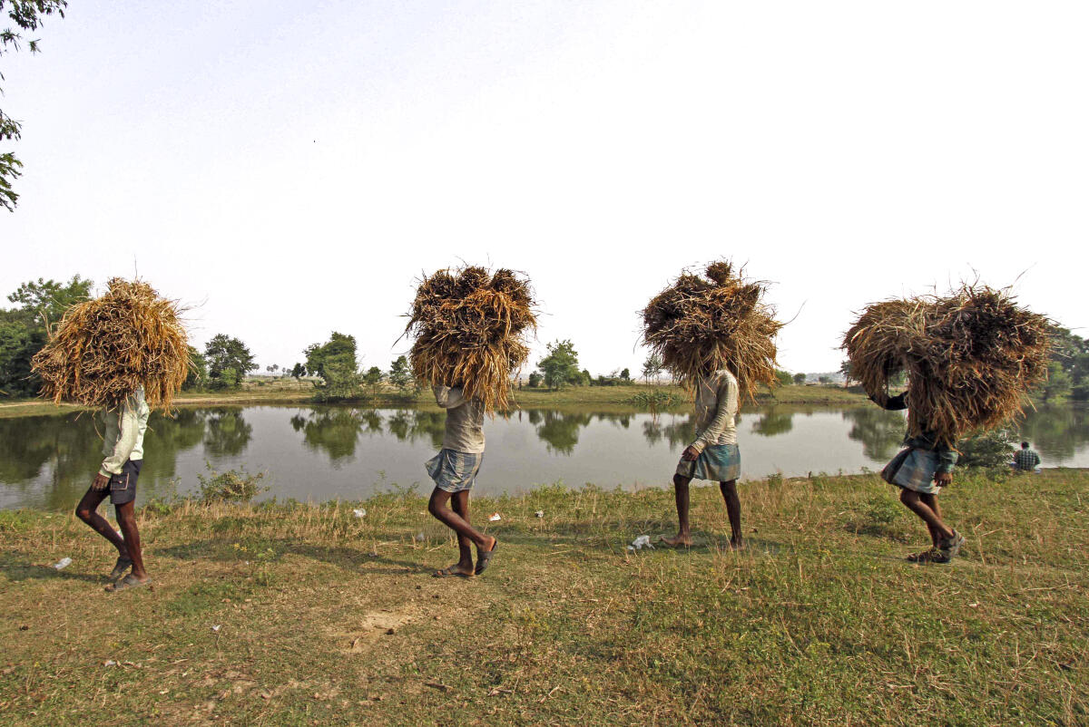 Workers carry bundles of harvested paddy on their head across a field, in Birbhum, West Bengal