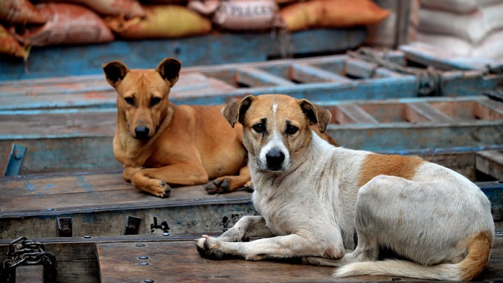 Stray dogs stand guard through night as abandoned newborn survives West Bengal's Nabadwip chill