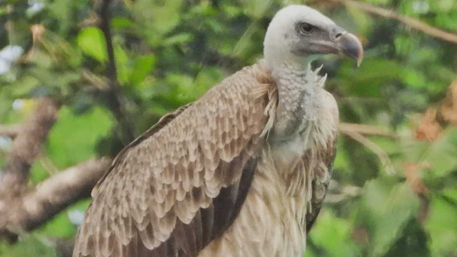 Two long billed vultures complete 15 months of wildlife in Madhya Pradesh