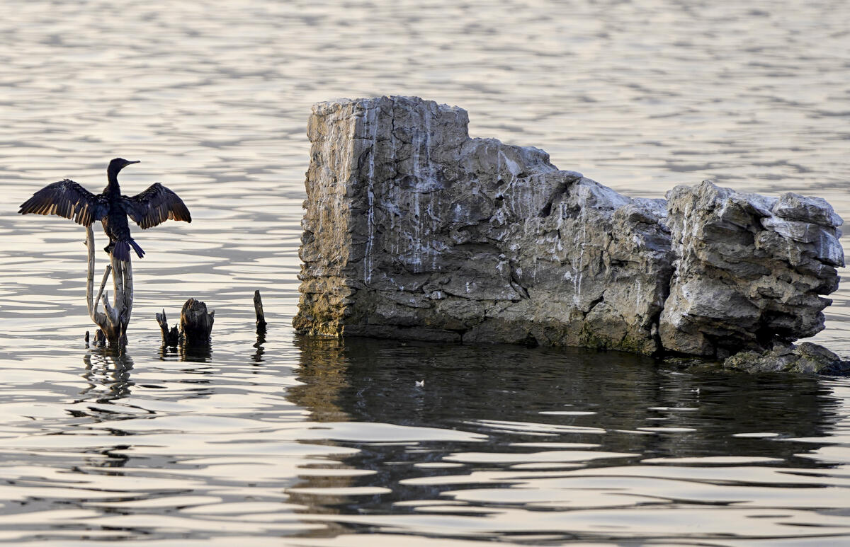 A Little Cormorant sits on a branch, at Anasagar Lake, in Ajmer