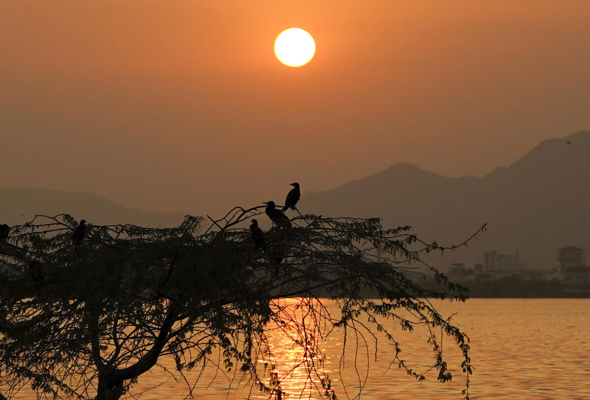 Little Cormorants sit on a tree branch as the sun sets in the backdrop, at Anasagar Lake, in Ajmer