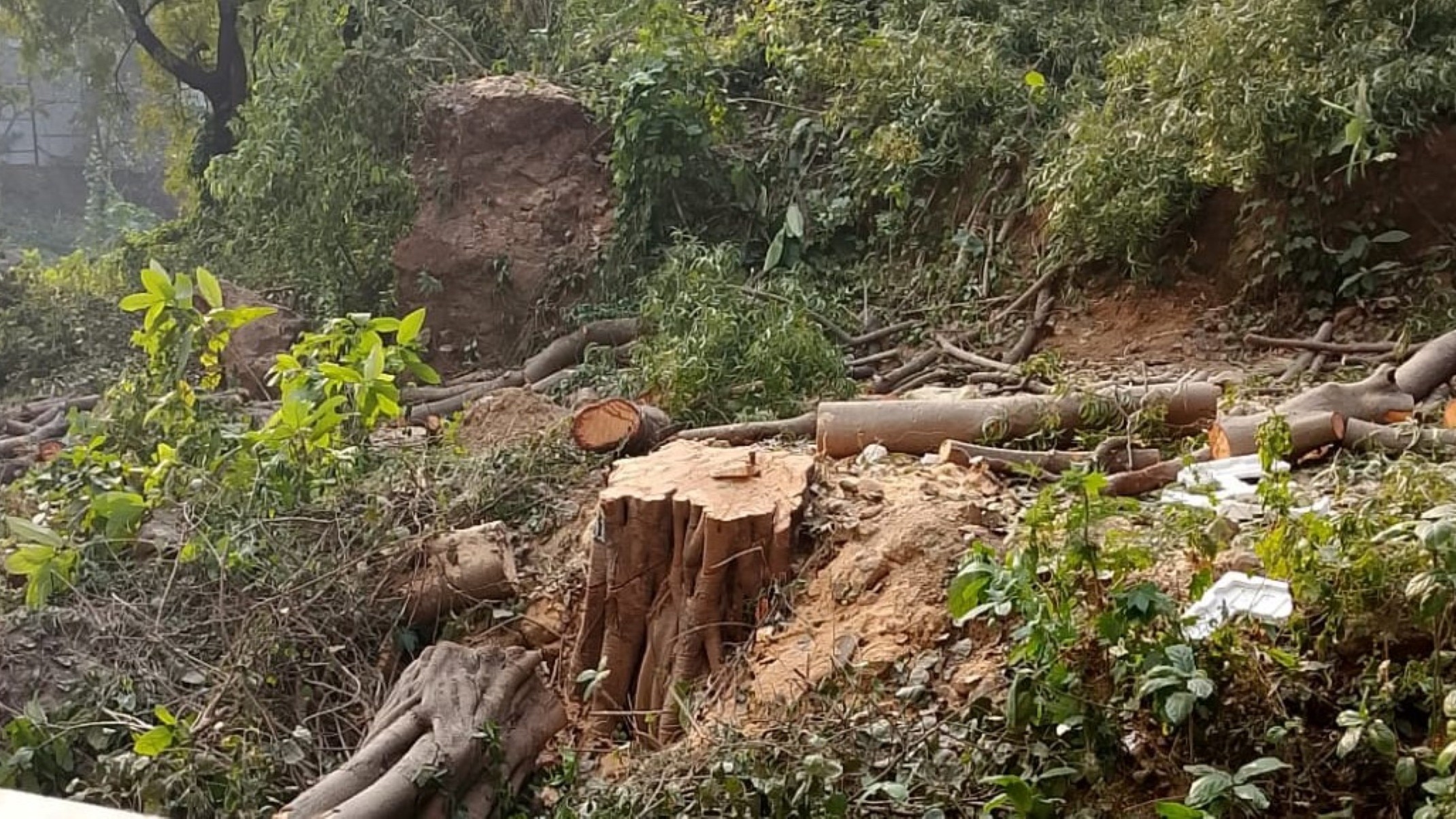 Centre asks Maharashtra Forest Department to investigate the massacre of 100 trees in Powai 